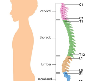 Spinal cord disorder